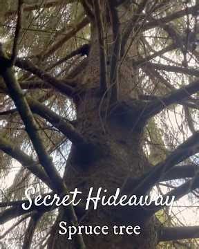 A Secret Hideaway Beneath a 200-Year-Old Spruce (#24 short2)