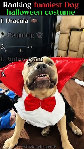 Funniest Dog Halloween Costume Moments 🎃🐶👻😂 | The laugh legends| part 6