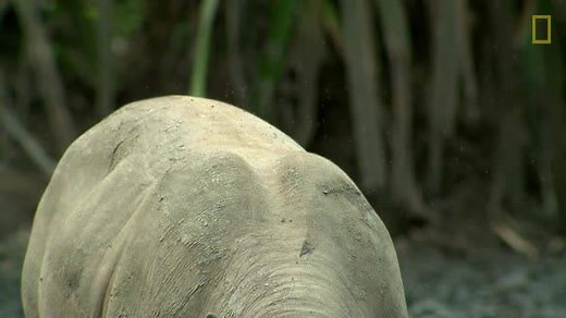 Native only to a few Indonesian islands, Babirusa means "pig deer" in Malay. | National Geographic
