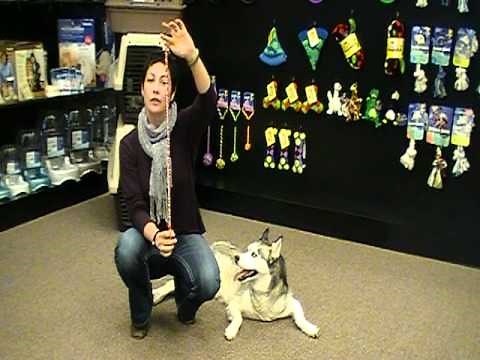 Petmate How-To: Correctly Size and Use a Chain Collar