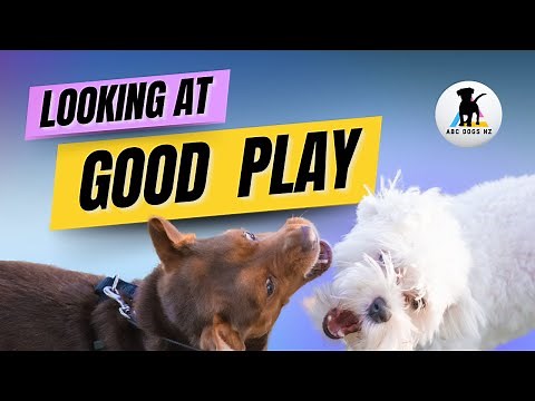 Is my dog playing or fighting ❗ Dog play explained.