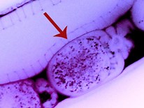 UMD Biologists First to Observe Direct Inheritance of Gene-Silencing RNA | UMD Department of Cell Biology & Molecular Genetics