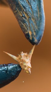 297 reactions · 219 shares | It's Satan's Springtime... and every day he's lovingly planting more of his little hell spawns in your yard. | Sticker Burr Roller | Facebook