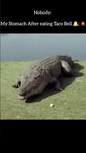 Alligator goes boom #funny