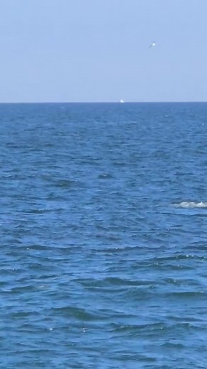 Dolphins - Pods Of Them - Point Pleasant Beach New Jersey | Ocean Pulse Miami | Facebook