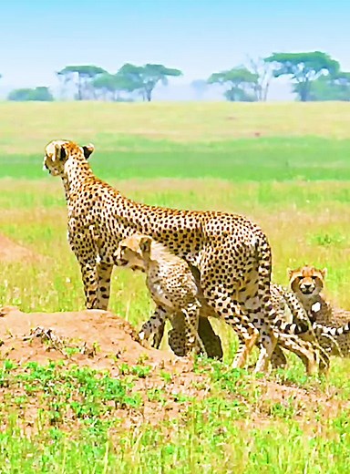 Leopard vs Cheetah: Wildlife Showdown Explained