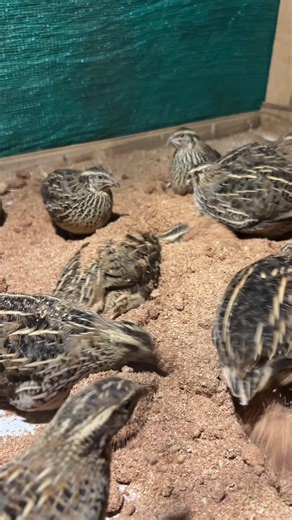 Codorniz feliz en Orotina: un nuevo hogar