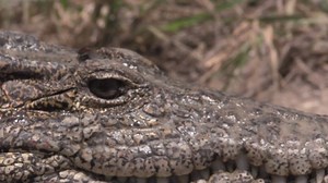 4.1K views · 151 reactions | Our work at the Bronx Zoo impacts conservation around the globe. For instance, we were the first zoo to successfully breed Cuban crocodiles as part of the AZA Species Survival Program, and we’re committed to the conservation of the species. Learn more about the diversity of the animals at the zoo during Passport to the World this weekend. | Bronx Zoo | Facebook