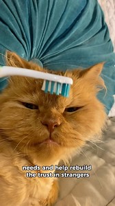 106K views · 6.3K reactions | Cappy's spicy kitty recovery routine ️...