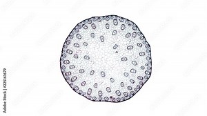monocotyledon stem - cross section cut under the microscope – microscopic view of plant cells for botanic education