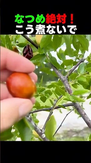なつめ絶対！強火で早く煮ると大事な効能が全部逃げます！これ一つで免疫力までしっかり摂れる 🌰