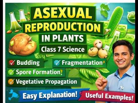 asexual mode of reproduction by plant | vegetative propagations | fragmentation | budding | spore