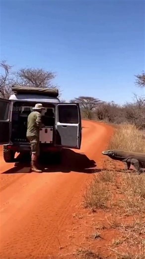 Terrifying dashcam footage has surfaced from an expedition in the remote savanna, capturing a field researcher's narrow escape from a massive Komodo Dragon. The video shows the researcher loading gear into his silver 4x4 when a prehistoric-looking predator charges from the tall grass with alarming speed. In a frantic move, the researcher dives into the van's rear cargo area, barely slamming the doors before the dragon arrives. The predator then launches a violent assault, clambering onto the bum