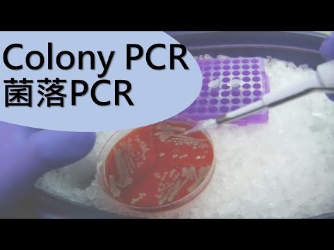 如何做菌落PCR