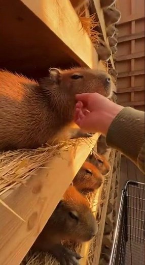I Found a Secret Supermarket Full of Capybaras! 🛒🐾