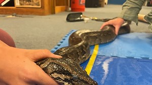 Pythons are pushing north in Florida. UF wants more eyes on the ground to stop them