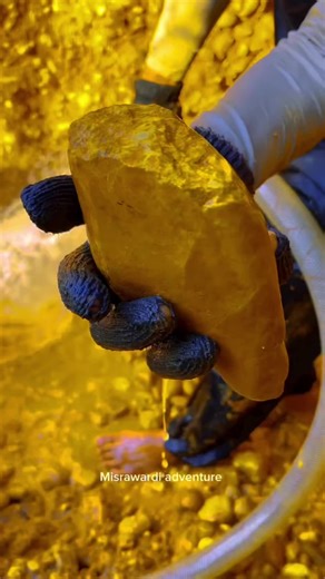 Golden Retriever and Goldendoodle Breed Guide