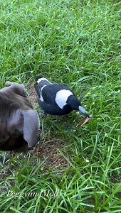 73K views · 7K reactions | Hey Molly , what have you got there ? Ruby stand back , this is the catch of the day . Can I have a look Molly ? Ruby have a quick look Before I tear it apart . ❤️ | Peggy and Molly | Facebook