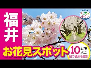 福井県のお花見スポットをご紹介♪