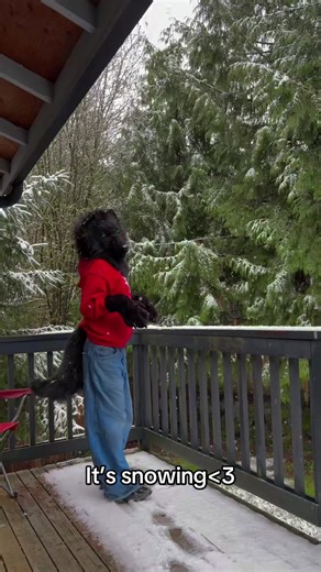 mDiddddd you know malachi is an alaskan husky? Pre-apocolypse he was training to pull sleds!! (He’s an apocolypse OC okay guys) soooo it’s literally his favourite weather out rn. Also why is it snowing in march what… #snow #fursuit #furries #realisticfursuit #furrycommunity