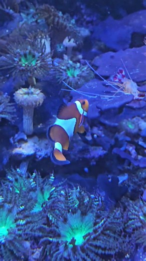 Meet Nemo! Cute Clownfish Up Close 🧡🐠 #youtubeshorts #aquarium #viral
