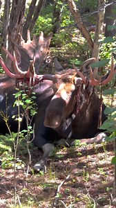 Frank The Tank stripping his velvet. #wildanimals #moose #bullmoose #wildlife #nature | Good Bull Guided