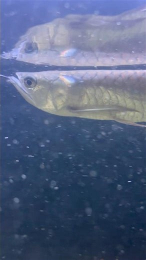 Silver arowana 🐠| #silverarowana #arowana #arowanalovers #monsterfish #fishtank #ytshorts #shorts