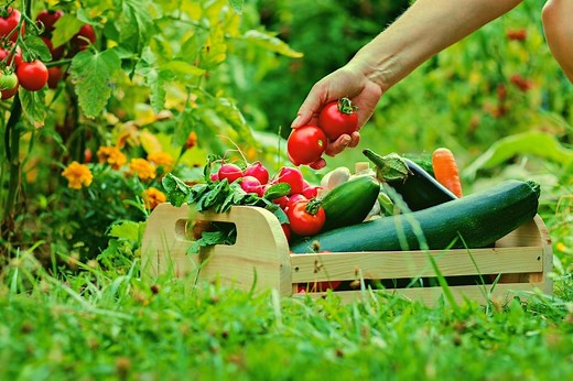 Is Neem Oil Edible? Let’s Be Safe Before Eating Homegrown Veggies! - EnviroMom