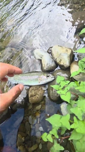 River Fishing in Japan | Trout Fishing with Feel Outdoor Guide