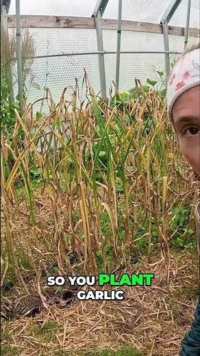 Garlic Growing Cycle | How To Plant For Winter Harvest