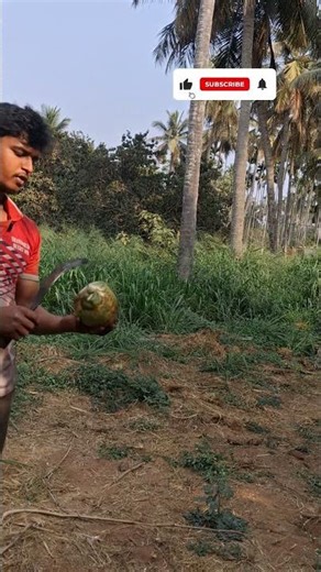 How to cut a coconut easily | safe and fast method