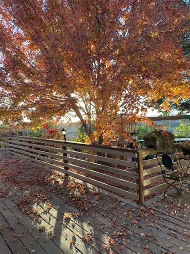The maple tree in our backyard is simply splendid! fall... #Shorts #myeverydayordinarylife