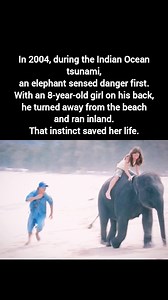 During the 2004 Indian Ocean tsunami, an elephant named Ning Nong sensed danger before humans even realized what was coming. With 8-year-old Amber Owen on his back, he turned away from the beach and ran inland — keeping her safe above the rising water. Stories like this remind us how deeply animals perceive the world. You’ll never look at animals the same way again | Animal Heroes