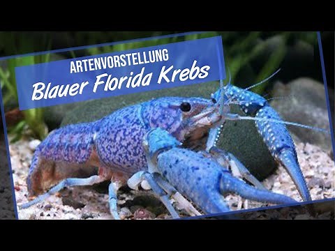 The Blue Florida Crayfish - Species Introduction