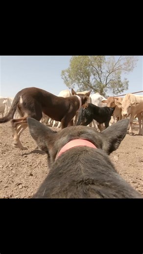 Australia Working Kelpie POV Kelpies working cattle in the dusty yards | Stock Chick Films