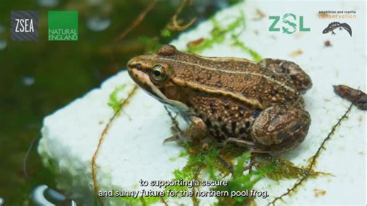 Banham Zoo on Instagram: "We’re proud to share an exciting conservation milestone here at Banham Zoo. In partnership with @naturalengland, @arc.trust.official and the @officialzsl, we’ve successfully reared and released over 500 Northern Pool Frog tadpoles back into the wild. Once declared extinct in the UK, this noisy, sun-loving amphibian is making a comeback - and we’re delighted to play a part in securing its future. #poolfrog #northernpoolfrog #conservation #wildlife #ukwildlife #norfolk"