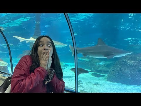 Explorando o incrível L'Aquarium de Barcelona - conheça as criaturas mais fascinantes do mar!