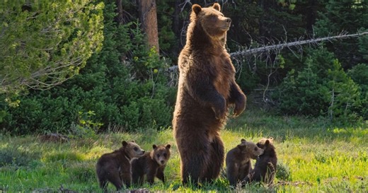 Best Bear Documentaries to Watch Now