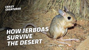 Jerboas: Masters of Desert Adaptation