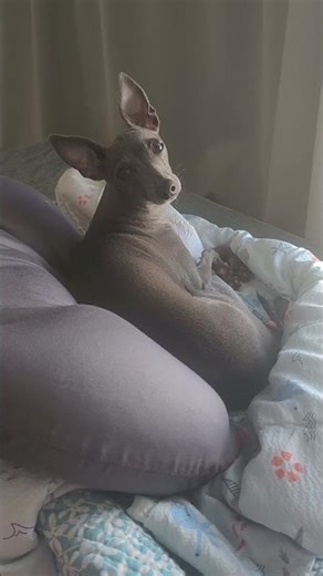 비타민D 생성 중