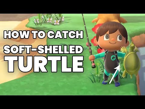 How to catch SOFT-SHELLED TURTLE in Animal Crossing New Horizons (ACNH)?