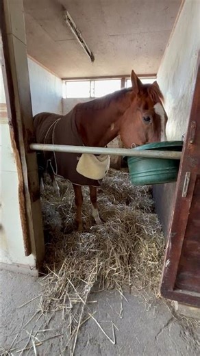 Former racehorse Tamago Kakegohan eats lunch