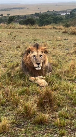 Ovacado Adventures on Instagram: "A remarkable game drive highlighted by a majestic lone lion. The beauty of the African wilderness never disappoints. 🦁 Festive season and New Year bookings have started kicking off,enjoy our supper discount of 10% discount when you decide and book immediately with us your in advance holiday for June,July,August and September. The earlier the better in the travel industry .Whether: Sole traveler, Couples ,Honey mooners,family,private,students,anniversaries ,grou