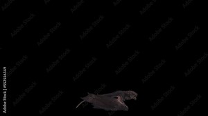 Realistic Dragon Landing Animation isolated on a black background.effect background footage motion graphics overlay 4K drag and drop editing software supporting blending modes ProRes 4444 codec, 25FPS