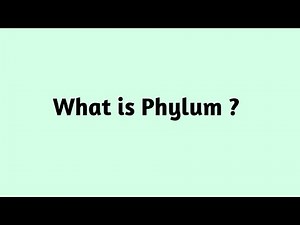 What is Phylum ?