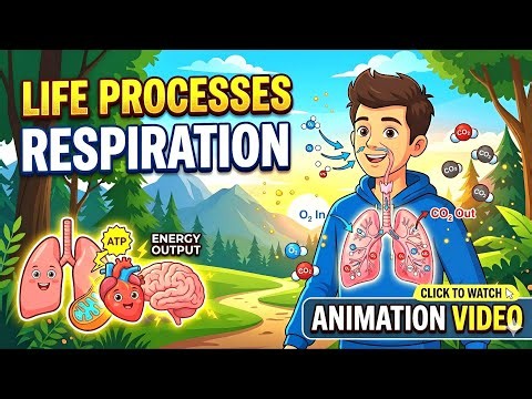 Life Processes: Respiration | Science Explained in 3D