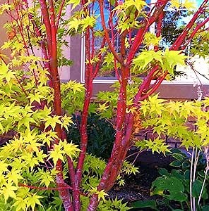 CHUXAY GARDEN 5 Seeds Acer Palmatum 'Sango-Kaku' Seed,Coral Bark Maple,Japanese Maple Showy Coral Bark Large Deciduous Shrub Striking Landscaping Plant Fast Growing & Maintain