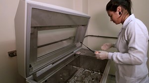 Concomitant Isolation of Primary Astrocytes and Microglia for Protozoa Parasite Infection