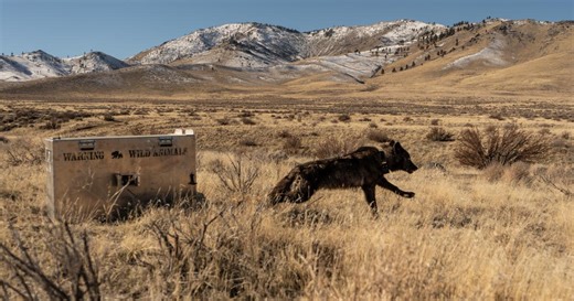 A group of wolves in Northern California