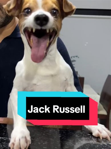 #jackrussell #jackrussellterrier #usa #dog #jackrussellsoftiktok | jack russell terrier